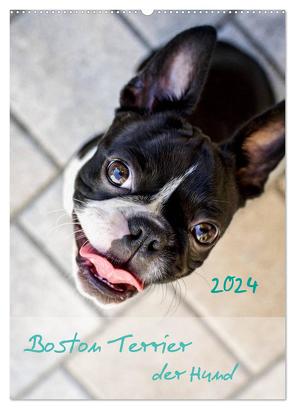 Boston Terrier der Hund 2024 (Wandkalender 2024 DIN A2 hoch), CALVENDO Monatskalender von Schwarz,  Nailia