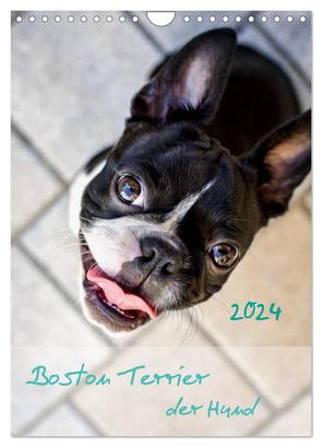 Boston Terrier der Hund 2024 (Wandkalender 2024 DIN A4 hoch), CALVENDO Monatskalender von Schwarz,  Nailia