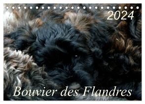 Bouvier des Flandres (Tischkalender 2024 DIN A5 quer), CALVENDO Monatskalender von Milau,  Susan