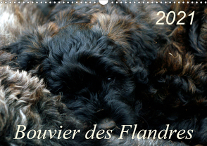 Bouvier des Flandres (Wandkalender 2021 DIN A3 quer) von Milau,  Susan