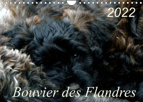 Bouvier des Flandres (Wandkalender 2022 DIN A4 quer) von Milau,  Susan