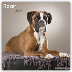 Boxer 2024 – 16-Monatskalender