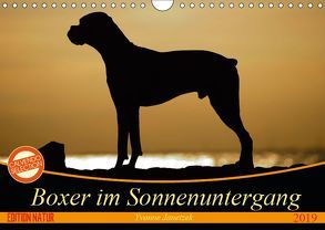 Boxer im Sonnenuntergang (Wandkalender 2019 DIN A4 quer) von Janetzek,  Yvonne