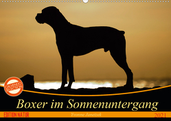 Boxer im Sonnenuntergang (Wandkalender 2021 DIN A2 quer) von Janetzek,  Yvonne