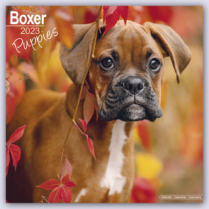 Boxer Puppies – Boxer Welpen 2023 – 16-Monatskalender