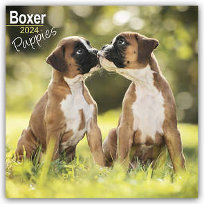 Boxer Puppies – Boxer Welpen 2024 – 16-Monatskalender