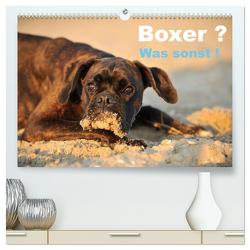 Boxer ? Was sonst ! (hochwertiger Premium Wandkalender 2024 DIN A2 quer), Kunstdruck in Hochglanz von Janetzek,  Yvonne