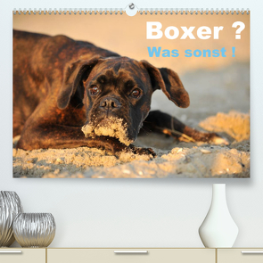 Boxer ? Was sonst ! (Premium, hochwertiger DIN A2 Wandkalender 2022, Kunstdruck in Hochglanz) von Janetzek,  Yvonne