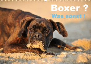 Boxer ? Was sonst ! (Wandkalender 2023 DIN A2 quer) von Janetzek,  Yvonne