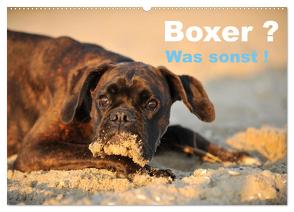 Boxer ? Was sonst ! (Wandkalender 2024 DIN A2 quer), CALVENDO Monatskalender von Janetzek,  Yvonne