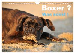 Boxer ? Was sonst ! (Wandkalender 2024 DIN A4 quer), CALVENDO Monatskalender von Janetzek,  Yvonne