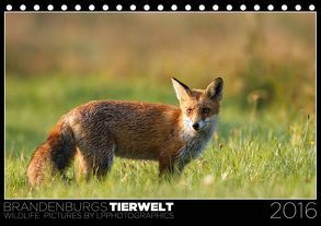 Brandenburgs Tierwelt (Tischkalender 2019 DIN A5 quer) von Piltz,  Lennert