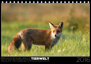 Brandenburgs Tierwelt (Tischkalender 2021 DIN A5 quer) von Piltz,  Lennert