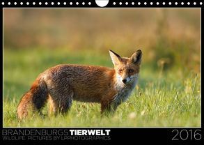 Brandenburgs Tierwelt (Wandkalender 2019 DIN A4 quer) von Piltz,  Lennert