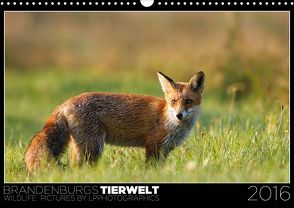 Brandenburgs Tierwelt (Wandkalender 2020 DIN A3 quer) von Piltz,  Lennert