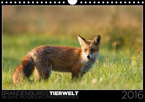 Brandenburgs Tierwelt (Wandkalender 2020 DIN A4 quer) von Piltz,  Lennert