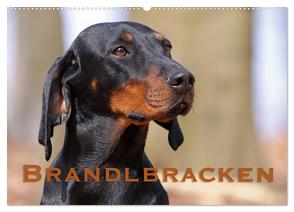 Brandlbracken (Wandkalender 2024 DIN A2 quer), CALVENDO Monatskalender von Berg,  Martina