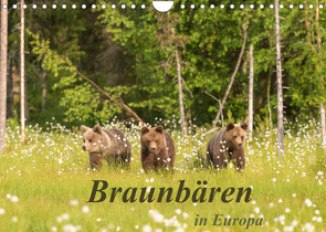 Braunbären in Europa (Wandkalender 2022 DIN A4 quer) von Dorn,  Christian