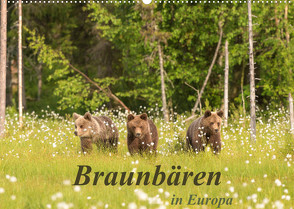 Braunbären in Europa (Wandkalender 2023 DIN A2 quer) von Dorn,  Christian