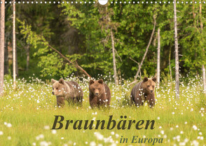 Braunbären in Europa (Wandkalender 2023 DIN A3 quer) von Dorn,  Christian