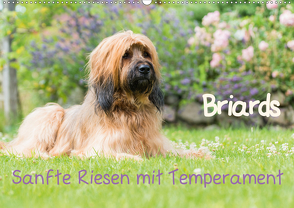 Briards – sanfte Riesen mit Temperament (Wandkalender 2021 DIN A2 quer) von Teßen,  Sonja