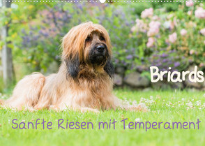 Briards – sanfte Riesen mit Temperament (Wandkalender 2022 DIN A2 quer) von Teßen,  Sonja