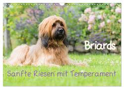 Briards – sanfte Riesen mit Temperament (Wandkalender 2024 DIN A3 quer), CALVENDO Monatskalender von Teßen,  Sonja