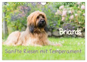 Briards – sanfte Riesen mit Temperament (Wandkalender 2024 DIN A4 quer), CALVENDO Monatskalender von Teßen,  Sonja