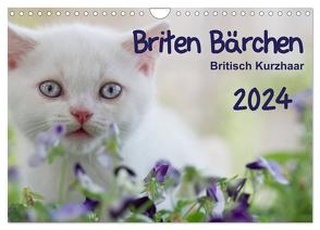 Briten Bärchen – Britsch Kurzhaar 2024 (Wandkalender 2024 DIN A4 quer), CALVENDO Monatskalender von Bollich,  Heidi