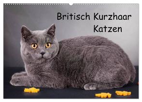 Britisch Kurzhaar Katzen (Wandkalender 2024 DIN A2 quer), CALVENDO Monatskalender von Wejat-Zaretzke,  Gabriela