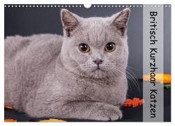 Britisch Kurzhaar Katzen (Wandkalender 2024 DIN A3 quer), CALVENDO Monatskalender von Wejat-Zaretzke,  Gabriela