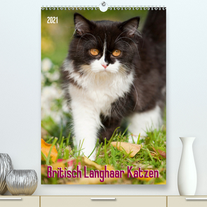 Britisch Langhaar Katzen (Premium, hochwertiger DIN A2 Wandkalender 2021, Kunstdruck in Hochglanz) von Dzierzawa,  Judith