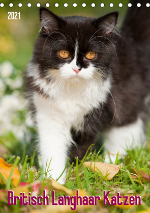 Britisch Langhaar Katzen (Tischkalender 2021 DIN A5 hoch) von Dzierzawa,  Judith