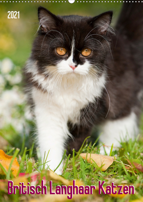 Britisch Langhaar Katzen (Wandkalender 2021 DIN A2 hoch) von Dzierzawa,  Judith