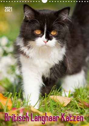 Britisch Langhaar Katzen (Wandkalender 2021 DIN A3 hoch) von Dzierzawa,  Judith