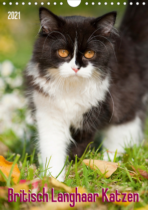 Britisch Langhaar Katzen (Wandkalender 2021 DIN A4 hoch) von Dzierzawa,  Judith