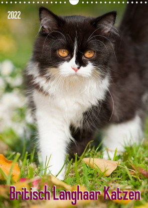 Britisch Langhaar Katzen (Wandkalender 2022 DIN A3 hoch) von Dzierzawa,  Judith