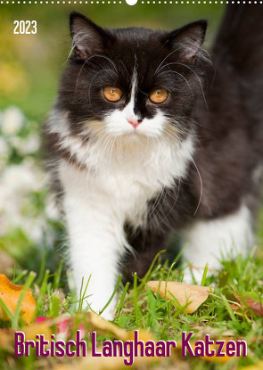 Britisch Langhaar Katzen (Wandkalender 2023 DIN A2 hoch) von Dzierzawa,  Judith