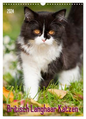 Britisch Langhaar Katzen (Wandkalender 2024 DIN A3 hoch), CALVENDO Monatskalender von Dzierzawa,  Judith