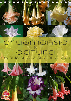 Brugmansia & Datura – Exotische Schönheiten (Tischkalender 2021 DIN A5 hoch) von Cross,  Martina