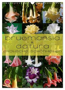 Brugmansia & Datura – Exotische Schönheiten (Wandkalender 2024 DIN A3 hoch), CALVENDO Monatskalender von Cross,  Martina