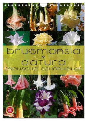 Brugmansia & Datura – Exotische Schönheiten (Wandkalender 2024 DIN A4 hoch), CALVENDO Monatskalender von Cross,  Martina