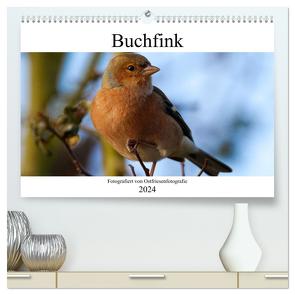 Buchfink – Fotografiert von Ostfriesenfotografie (hochwertiger Premium Wandkalender 2024 DIN A2 quer), Kunstdruck in Hochglanz von Betten - Ostfriesenfotografie,  Christina