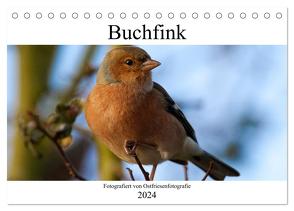 Buchfink – Fotografiert von Ostfriesenfotografie (Tischkalender 2024 DIN A5 quer), CALVENDO Monatskalender von Betten - Ostfriesenfotografie,  Christina