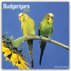 Budgerigars – Wellensittiche 2024 – 16-Monatskalender