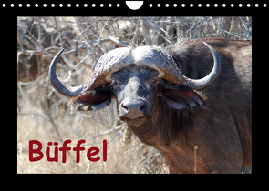 Büffel (Wandkalender 2023 DIN A4 quer) von Ohm,  Britta