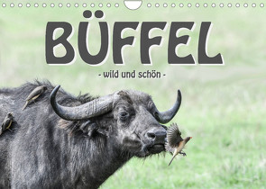 Büffel – wild und schön (Wandkalender 2023 DIN A4 quer) von Styppa,  Robert