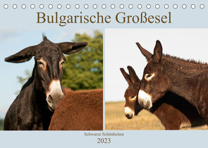 Bulgarische Großesel – Schwarze Schönheiten (Tischkalender 2023 DIN A5 quer) von Bölts,  Meike