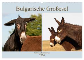 Bulgarische Großesel – Schwarze Schönheiten (Wandkalender 2024 DIN A2 quer), CALVENDO Monatskalender von Bölts,  Meike