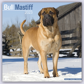 Bull Mastiff 2023 – 16-Monatskalender